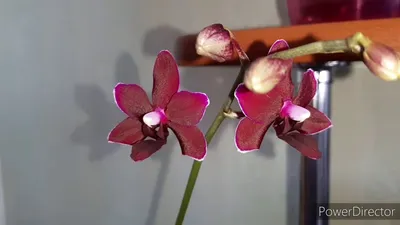 Цимбидиум Приход жемчужина Орхидея.3ds 3D Модель $10 - .3ds - Free3D