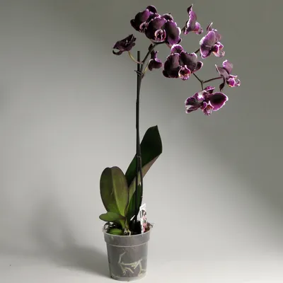 Самая черная в мире орхидея зацвела в Москве