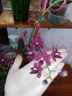 Цветок Черная орхидея: описание, виды, посадка и уход