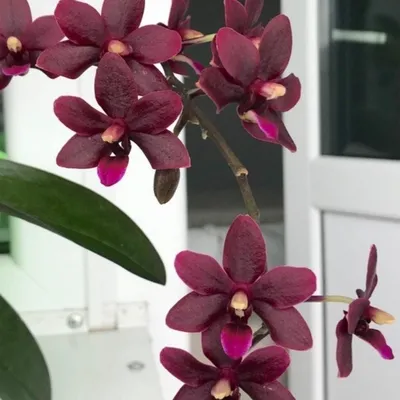 Орхидея Black Pearl черная жемчужина бархатная: 265 грн. - Комнатные  растения Киев на Olx
