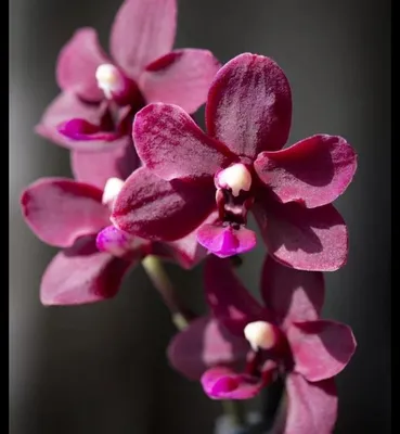 Орхидея Phal. Black Pearl 1,7 уценка - купить, доставка Украина