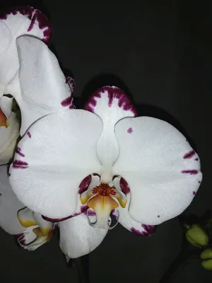 Орхідея Phal. Black Pearl/ Чорна перлина, підліток 1,7, бархатна  мультифлора, Торф (ID#1463900186), цена: 230 ₴, купить на Prom.ua