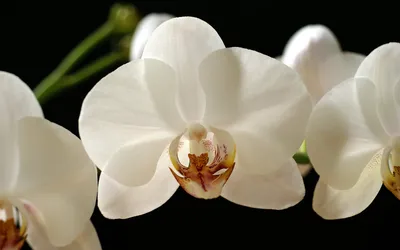 Интернет магазин орхидей Zelena Xata | Facebook
