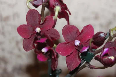 Орхидея Black Pearl (Чёрная Жемчужина) – купить в Электростали, цена 500  руб., продано 14 марта 2019 – Растения и семена