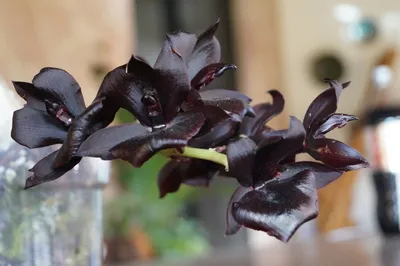 Орхидея Phal. Lueddemaniana - купить, доставка Украина