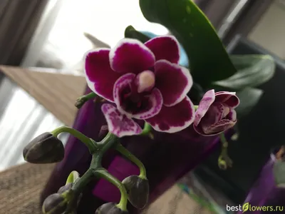 Черная орхидея (43 фото) - 43 фото