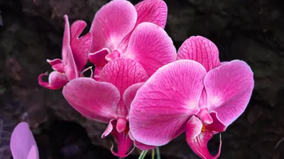 Орхидея фаленопсис чёрная жемчужина – купить в Казани, цена 750 руб.,  продано 30 марта 2021 – Растения и семена