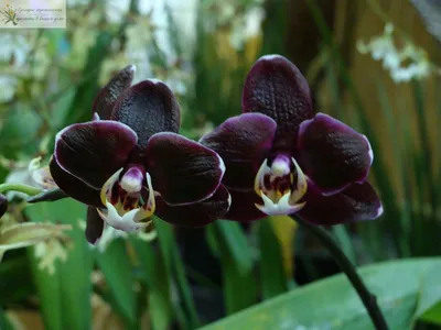 Орхидея черная жемчужина - 78 фото