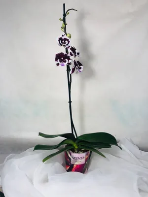 Орхидея черная жемчужина - красивые фото