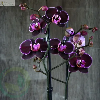 Орхидея Черная Жемчужина Фото – Telegraph