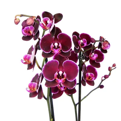 Орхидеи : Орхидея фаленопсис Black Prince 2 ст