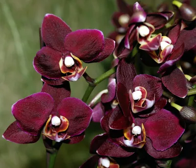 Черная орхидея в природе - 52 фото