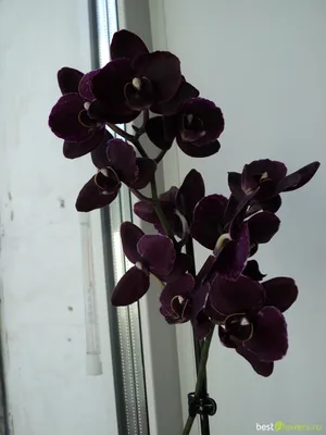 Орхидея сорт*Черный принц* - YouTube