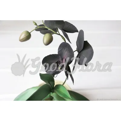 Орхидея черный принц - красивые фото