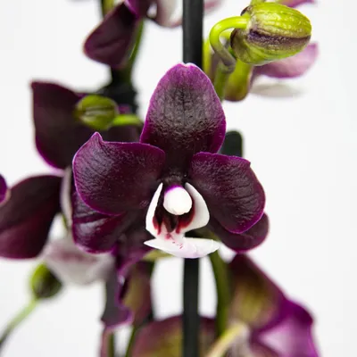 Орхидея Блек Принц 1 ст 🌼 купить в Москве недорого с доставкой - GoodFlora