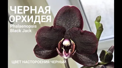 Орхидея Фаленопсис Каменная Роза 2 ствола купить в интернет-магазине  sunflor.ru