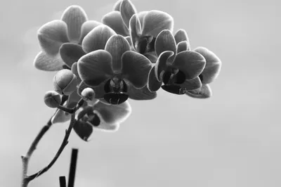 белая орхидея с фиолетовым пятном на черном фоне Стоковое Изображение -  изображение насчитывающей макрос, дом: 222757143
