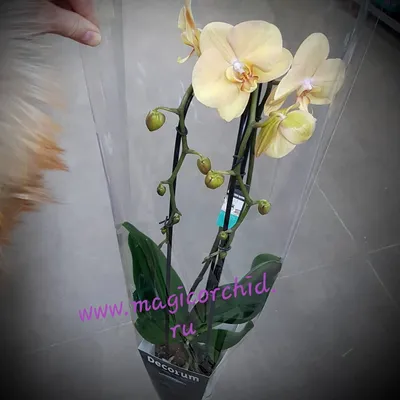 Орхидея Фаленопсис Черный принц – купить в Москве, цена 1 999 руб., продано  29 января 2020 – Растения и семена
