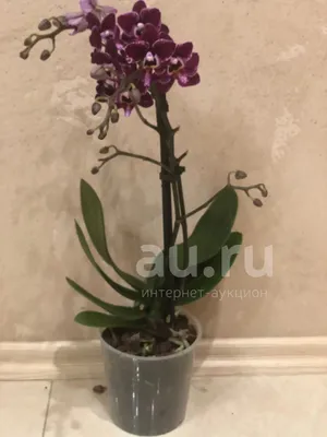 Орхидея \"Чёрный Принц\" — купить в Красноярске. Горшечные растения и  комнатные цветы на интернет-аукционе Au.ru