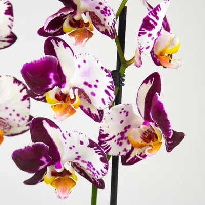 Орхидея Фаленопсис Блэк Принц в кашпо Lechuza Cubeto Stone 40 купить