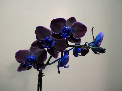 К ВЫКУПУ 1 РЯД! В9309 Б/С Вет.орхидеи барх.Чёрный принц9г.Н104см(2шт/24шт).  Floritus
