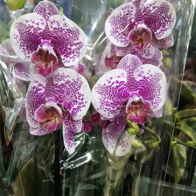 белая орхидея с фиолетовым пятном на черном фоне Стоковое Фото -  изображение насчитывающей цвет, черный: 222758238