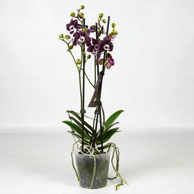 Каких цветов бывают орхидеи: описания, фото | Цветница | Дзен