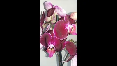 Орхидея фаленопсис Леопард | Купить в Москве в интернет-магазине