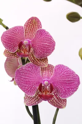 Купить Чёрная Орхидея Kaoda Twinkle. Сортовые Орхидеи в Москве и Спб!