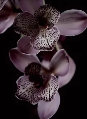 Шок...Новая покупка сортовой орхидеи **Черный принц** по скидочной цене. -  YouTube