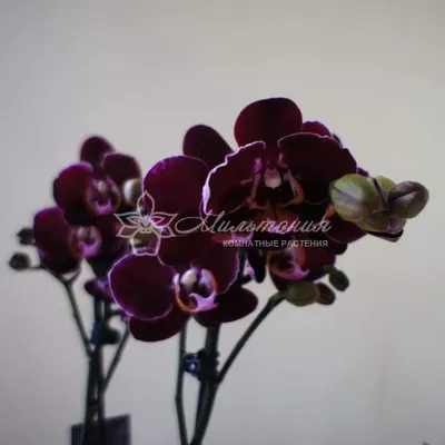 World of Orchids - Baku