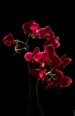 Орхидея сортовая джойрайд - 66 фото