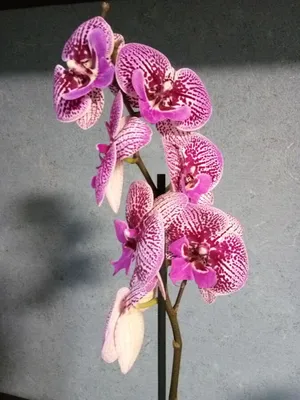 Черная орхидея фаленопсис-магия красоты и редкости.