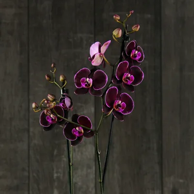 Орхидея фаленопсис \"Чёрный принц\" – купить в Москве, цена 400 руб., продано  12 октября 2017 – Растения и семена
