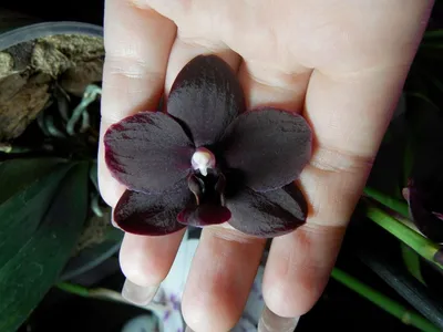 Архив Орхидея биглип Мелоди (Мелодия) ✔️ 250 грн. ᐉ Другие комнатные  растения в Запорожье на BON.ua 79229531