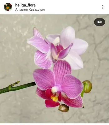 Орхидея принц - 68 фото