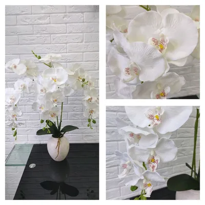 Архив Сортовая орхидея Taisuco Kobold мини ✔️ 220 грн. ᐉ Другие комнатные  растения в Запорожье на BON.ua 69654820