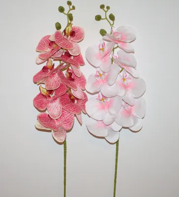 Орхидея Фаленопсис в горшке 12/60 (1 ветка) купить 1399 руб. в Москве