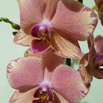 Орхидея Фаленопсис Блэк Принц в кашпо Lechuza Rondo 32 купить
