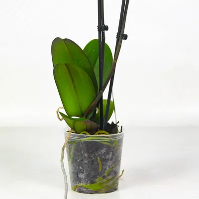 Орхидея черный принц - красивые фото