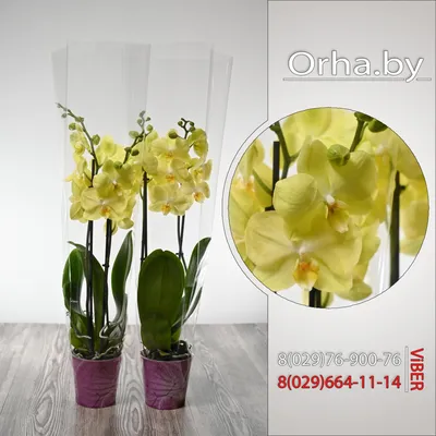 Орхидея Фаленопсис с цветами купить в Москве