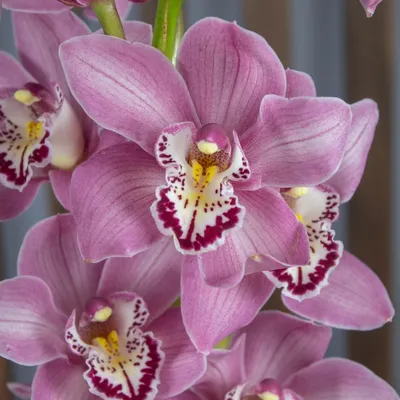 Орхидея cymbidium фото