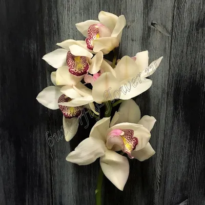 Цветок в срезке «Орхидея Цимбидиум белая» ветка - Каталог -  Butterfly-Flower.ru