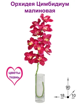Орхидея Цимбидиум (Cymbidium)