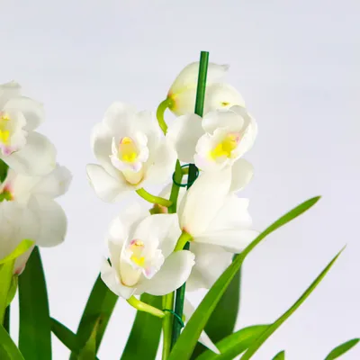 Купить оптом Cymbidium T Gem (Орхидея Т Гем) В80