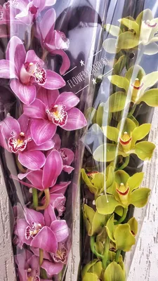 Орхидея, Цимбидиум (ID#1483406699), цена: 400 ₴, купить на Prom.ua