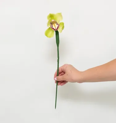 Орхидея Цимбидиум Дэнни Грин (Cymbidium Danny Green) оптом