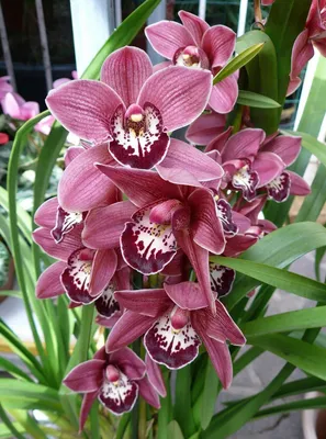 Орхидея cymbidium фото фотографии