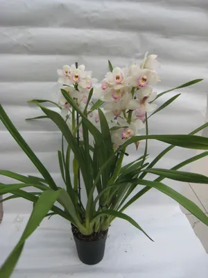 Цимбидиум - Cymbidium. Уход за орхидей цимбидиум.