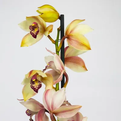Зеленая орхидея Cymbidium на черной предпосылке Стоковое Изображение -  изображение насчитывающей средства, экзотическо: 152422681